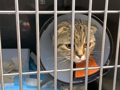 -爱侣宠医·鹦鹉专科·小型哺乳类·异宠专科(灵石路店)