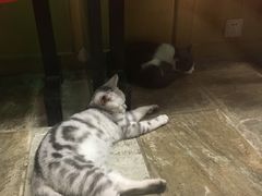 -猫咪博物馆(顶澳仔猫街店)