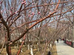 -桃花堤公园
