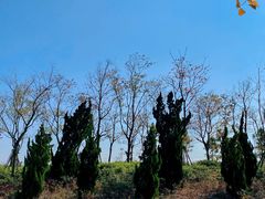 -春花秋色城市公园