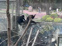 -成都动物园