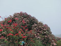 -贵州百里杜鹃风景名胜区