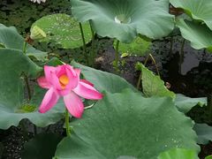 -荷塘月色湿地公园·向阳花洲