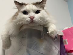-创凡宠物医院·骨专科  猫科中心(西乡分院)