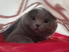 -美联众合宠物医院·爱萌分院·内外科·猫科中心