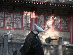 -西安大兴善寺