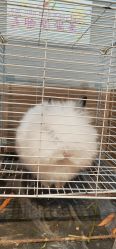 -Moni星球萌宠·小马宝莉·灵蛇·高端高阶全萌宠互动体验俱乐部(红豆国际广场店)