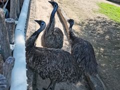 -齐齐哈尔龙沙动植物园