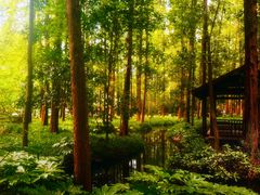 -杭州植物园