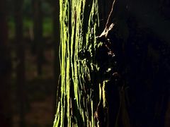 -山王坪喀斯特国家生态公园