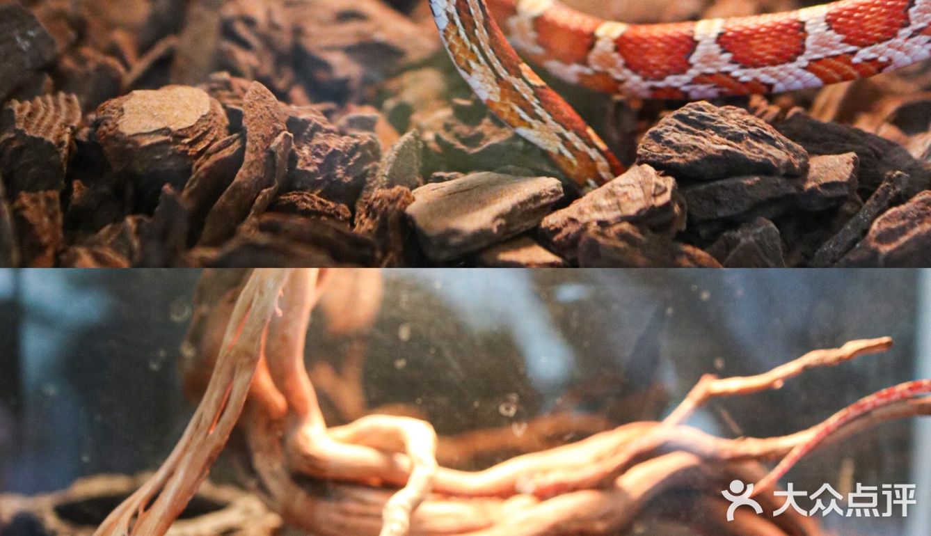 六一好去处 | 重庆首个超有意思的爬宠展🐸