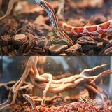 六一好去处 | 重庆首个超有意思的爬宠展🐸