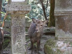 -奈良公园