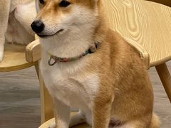 -柴迷FANS CLUB·柴犬狗咖·猫咖