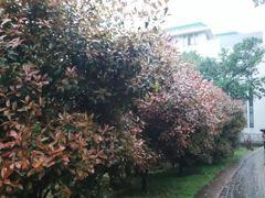 -武汉大学-樱园