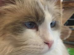 -共舞时光猫咖·狗咖(新街口店)