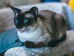 -藏猫猫咖啡主题馆(中央大道店)