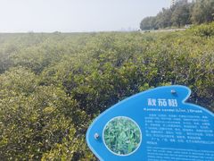 -北海金海湾红树林生态旅游区