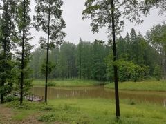 -黄海国家森林公园