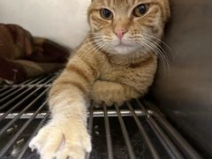 -艾贝尔宠物诊疗