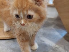 -楼上猫咖(罗湖店)