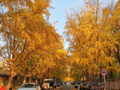 -三里屯东五街银杏大道