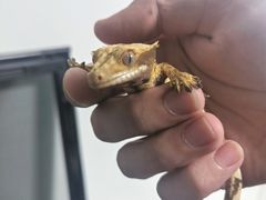 -酷以爬仙阁实体爬宠店·守宫·蜥蜴·专业繁育