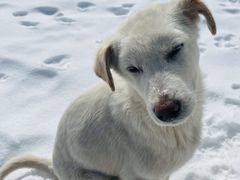 -太子岭滑雪场