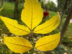 -武清南湖绿博园