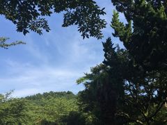 -汉拿树木园