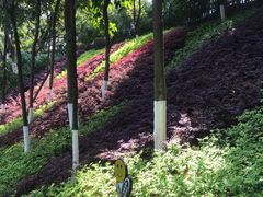 -百林公园-两江幸福广场
