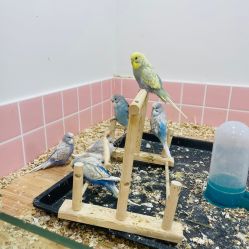 -Moni星球萌宠·小马宝莉·灵蛇·高端高阶全萌宠互动体验俱乐部(红豆国际广场店)