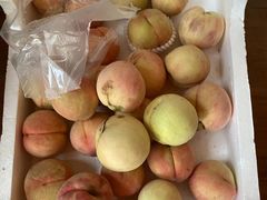 -南汇新场正宗水蜜桃采摘