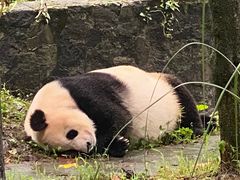 -都江堰中华大熊猫苑