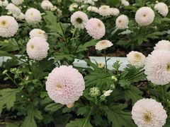 -上海鲜花港