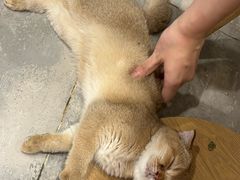 -楼上猫咖(罗湖店)