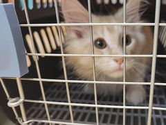 -御宝贝·A梦猫科宠物医院(国际猫友好医院)