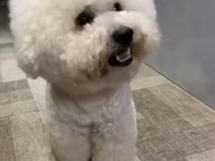 -萌宠之家·腊肠犬·马尔泰·小体犬舍