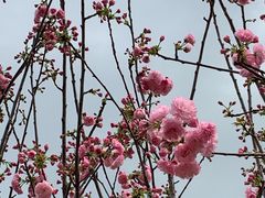-天适樱花悠乐园
