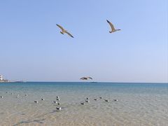 -养马岛旅游度假区