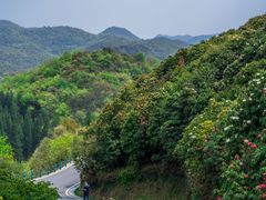 -贵州百里杜鹃风景名胜区