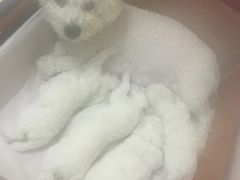 -美联众合动物医院·24h京西诊疗中心