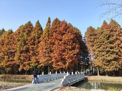 -溱湖国家湿地公园