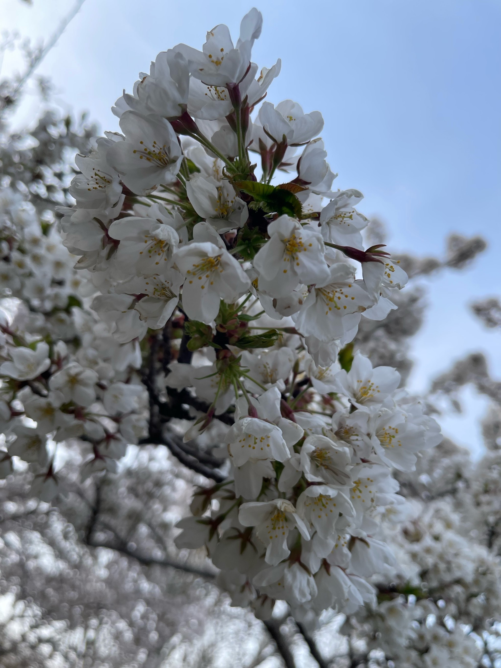 玉渊潭公园赏花图片