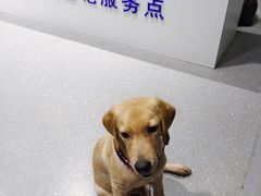 -心仪动物医院·牙专科·肿瘤·心脏科(西客站院)