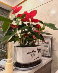 -Dr.林醫生产后修复·配方产康(南京江宁万达店)