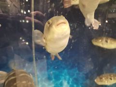 -肆月河豚·新淮扬(金融街店)