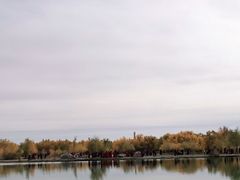 -金塔沙漠胡杨林景区