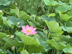 -西青郊野公园