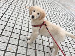 -翊宠yipet猫狗购宠庄园犬舍•猫舍